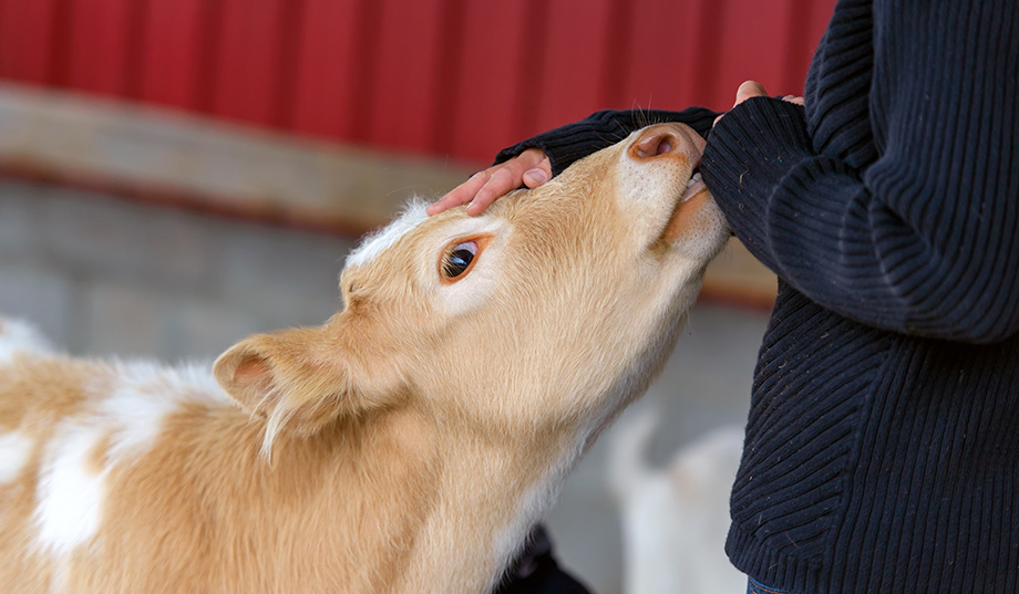 Animal Welfare: Standards Rise & Evolve -- and Should | National Review Animal Welfare: Standards Rise & Evolve -- and Should | National Review