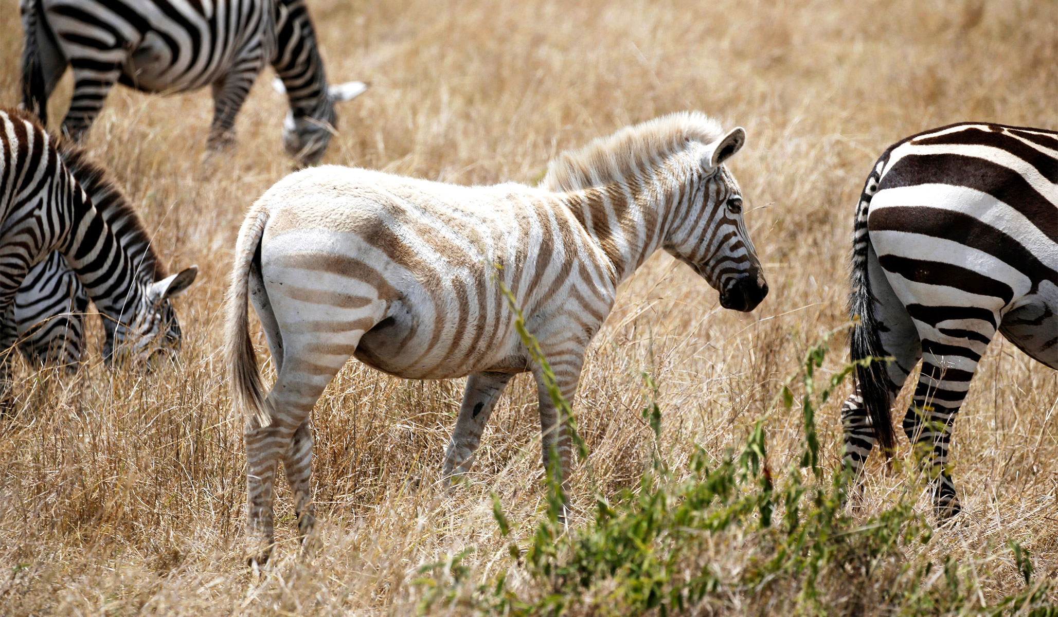 Albino Animals | National Review Albino Animals | National Review