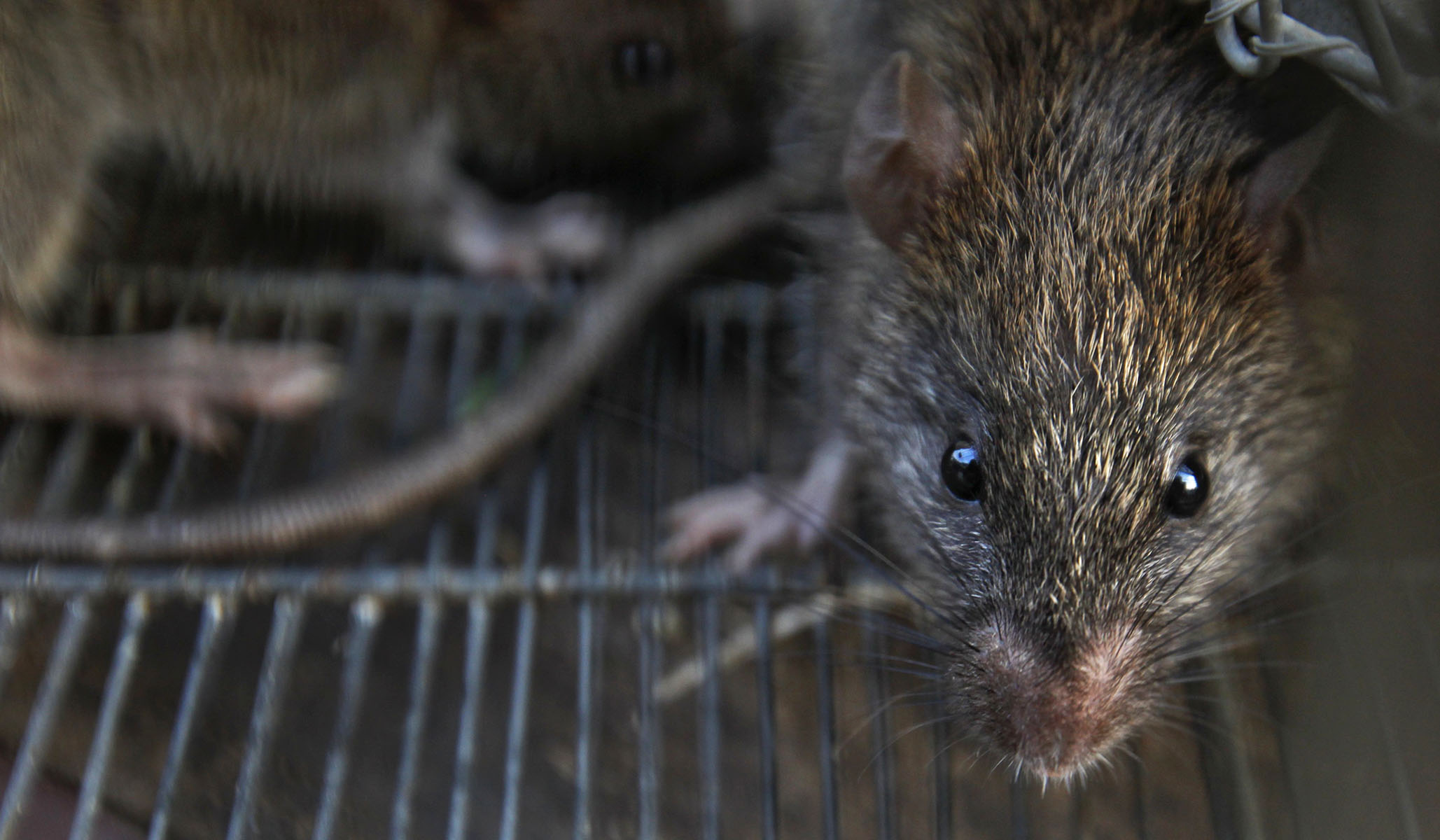 COVID-19 Test Rats | National Review