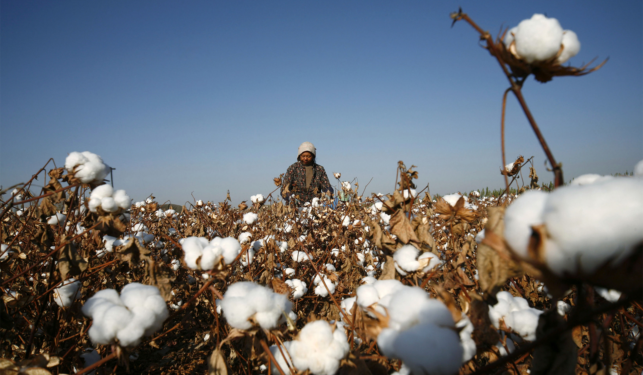 Uyghur Cotton China