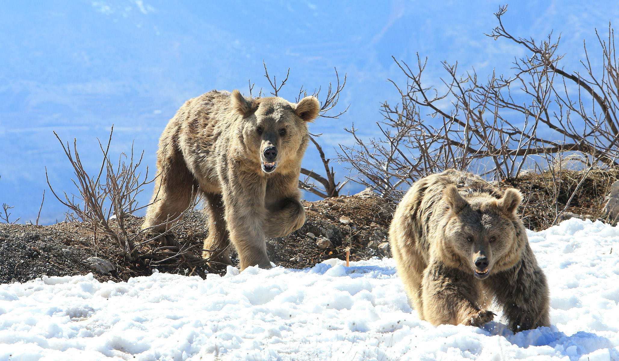 Social Image Is a Bear Social Image Is a Bear