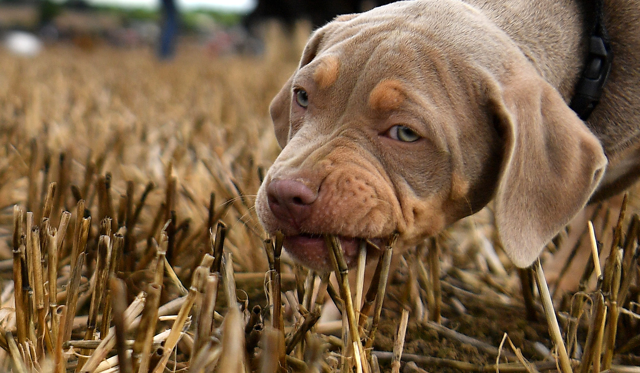 Top Shots September 22, 2021 National Review