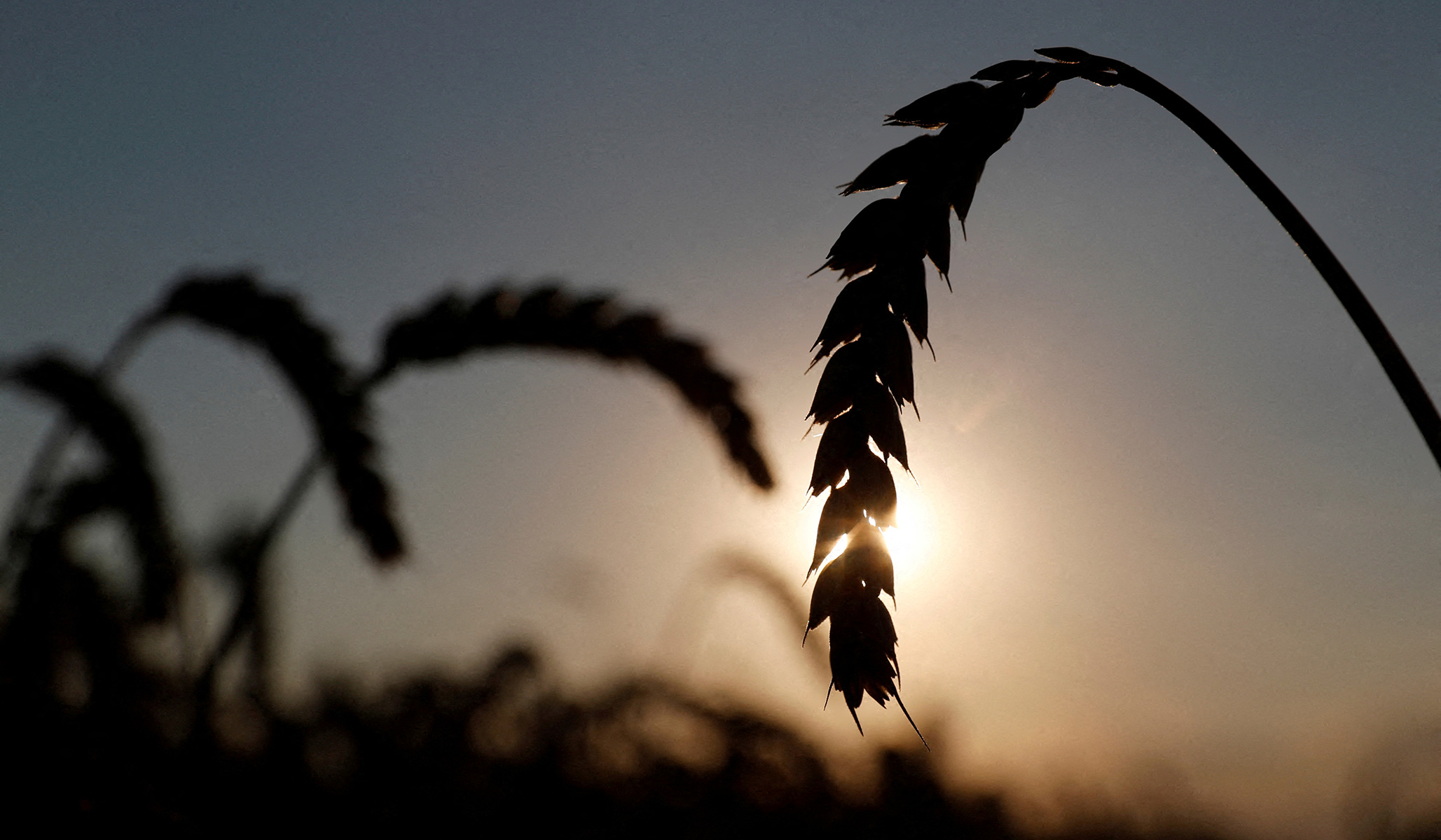 https://www.nationalreview.com/wp-content/uploads/2022/05/wheat.jpg?fit=2057%2C1200 Recipe