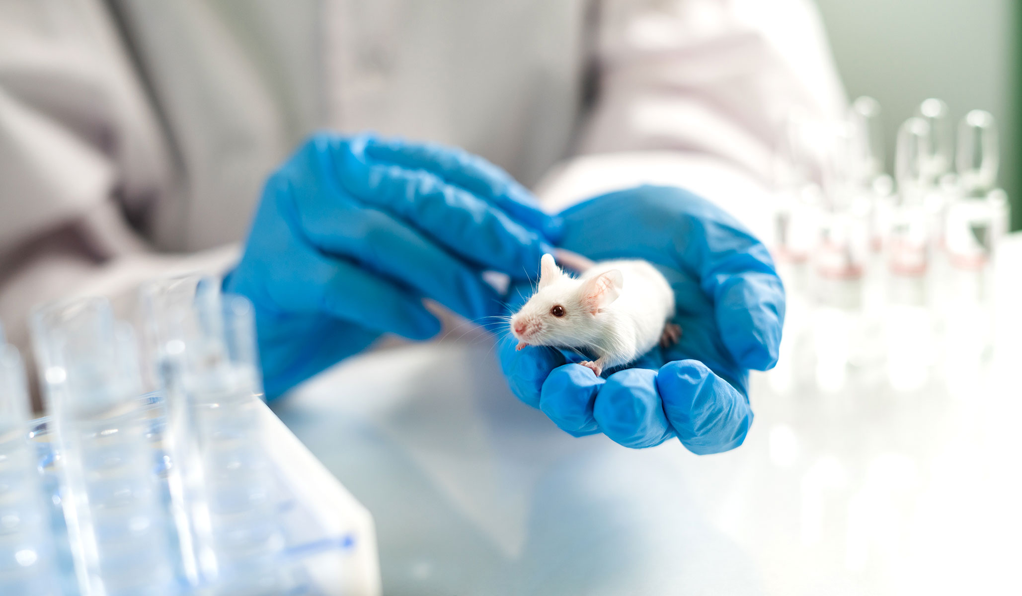 Animal lab. Эксперимент с мышами. Опыты на мышах. Ученая мышь. Плюсы замены лабораторных животных.