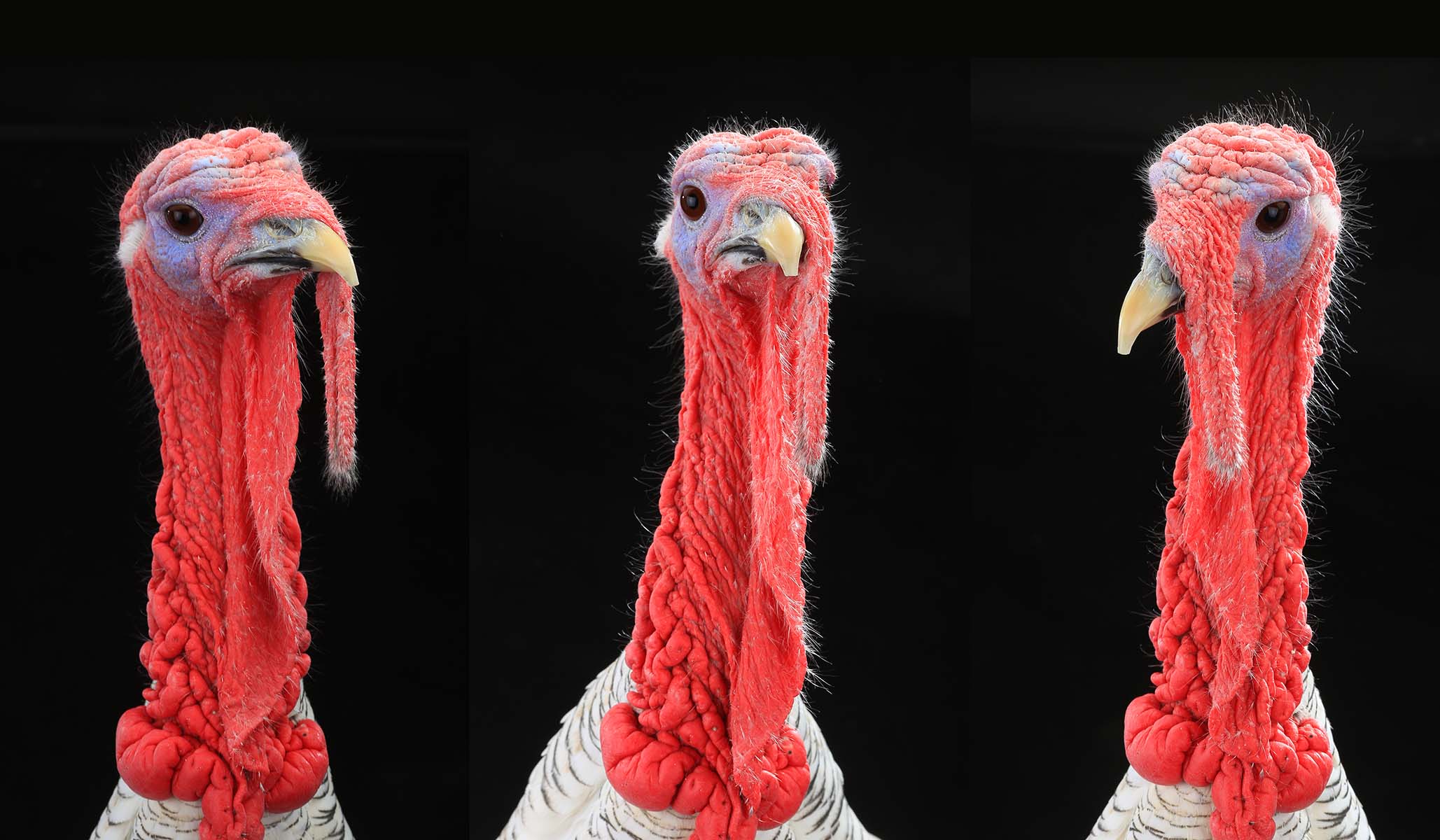 Talkin&rsquo; turkey, &c.